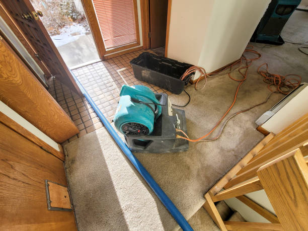 Best Mold removal after water damage  in Ayden, NC